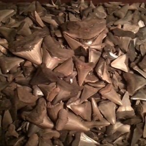 Meet your Posher, Winona